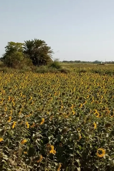 farm land